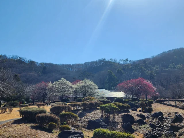 昨日、宇都宮の帰りに佐野サービスエリア、スマートインターからすぐ近くにある、「みかも山公園西口」の「みかも万葉庭園」に枝垂れ梅の花を見てきました。毎年、行っているのですが今年も見事でした、まだ７分咲きぐらいでしたから、週末は満開かもしれませんね。是非皆さんも見に行ってみてください。